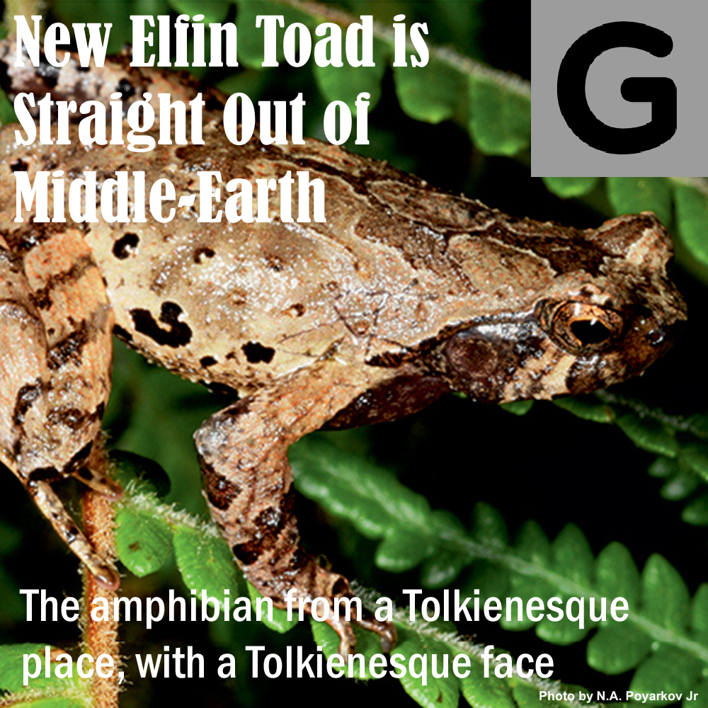 Elfin Toad Gizmodo